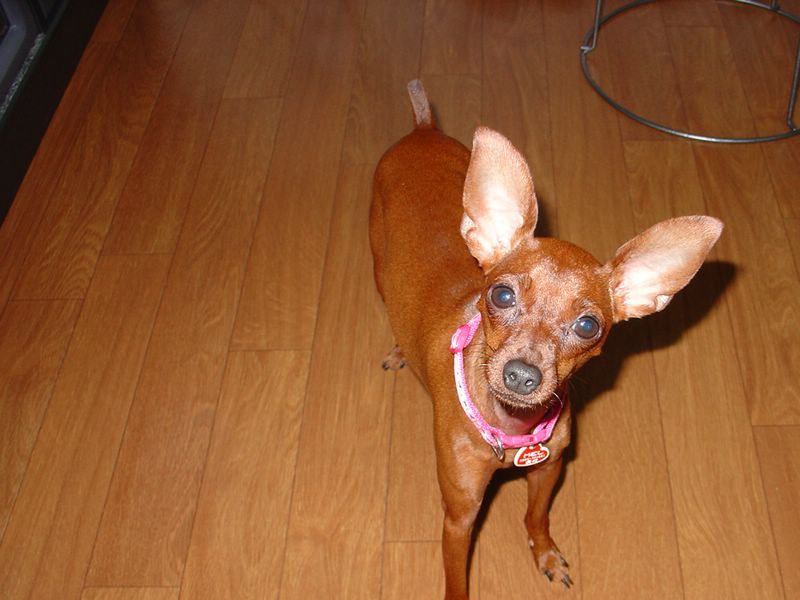 Cachorro 5.jpg